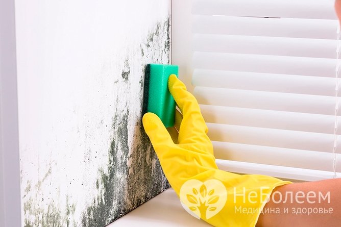 Народные и химические средства против плесени: выбираем лучший метод