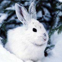 Год белого кролика - встречаем! Год белого кролика - встречаем!